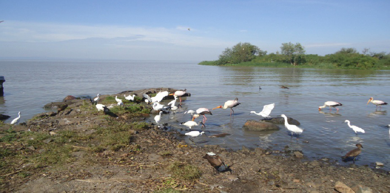 dunga beach kisumu