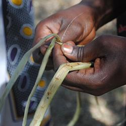 Vattenhyacint i Dunga, Kenya